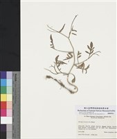 藏品(歐亞葶藶 )的圖片